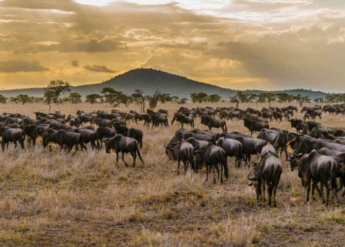 Wildebeest Great Migration