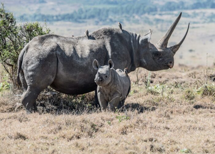 Kenya, Tanzania, Family Safari