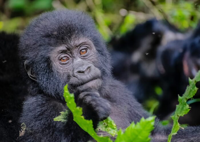 Uganda Wildlife Safari