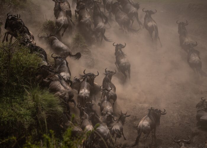 Wildebeest Great Migration