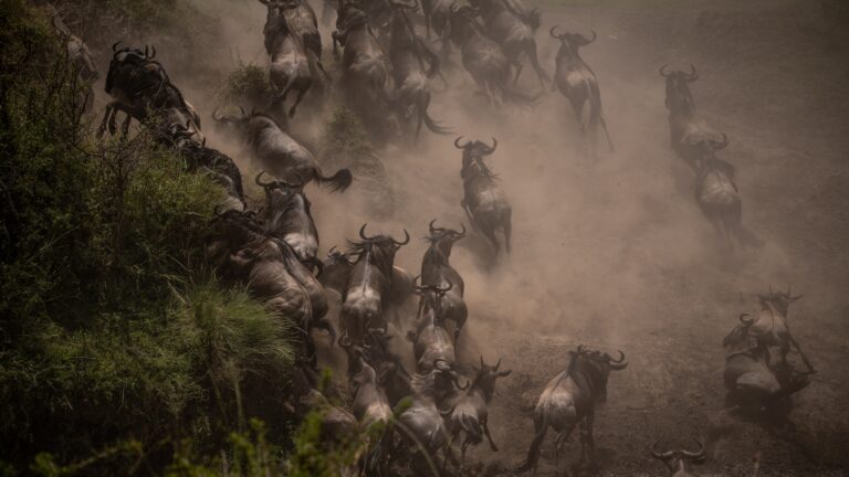 Wildebeest Great Migration